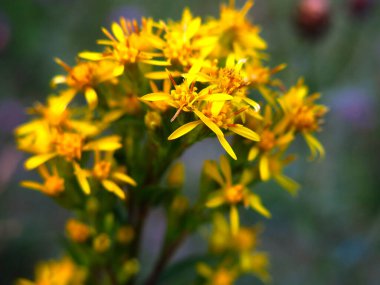Sarı St. John solucanı yazın çiçek açar.