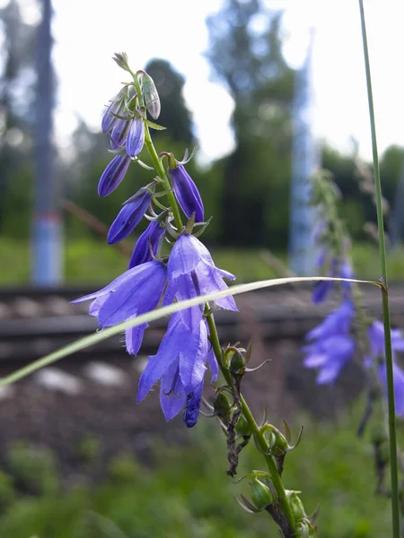 Bluebells Azuis Florescem Pela Estrada Ferro — Fotografia de Stock