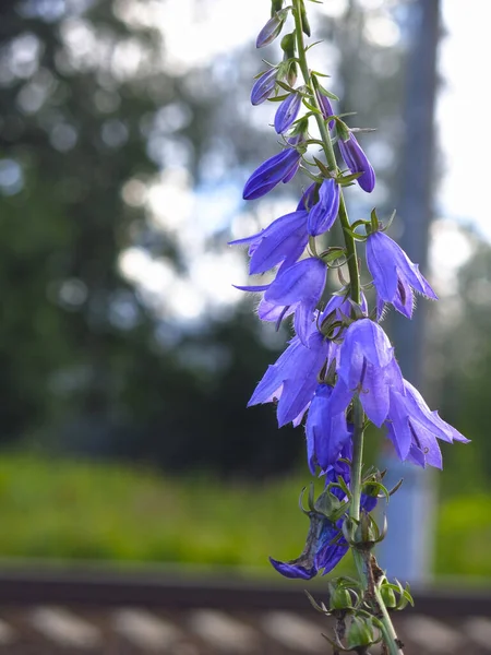 Bluebells Azuis Florescem Pela Estrada Ferro — Fotografia de Stock