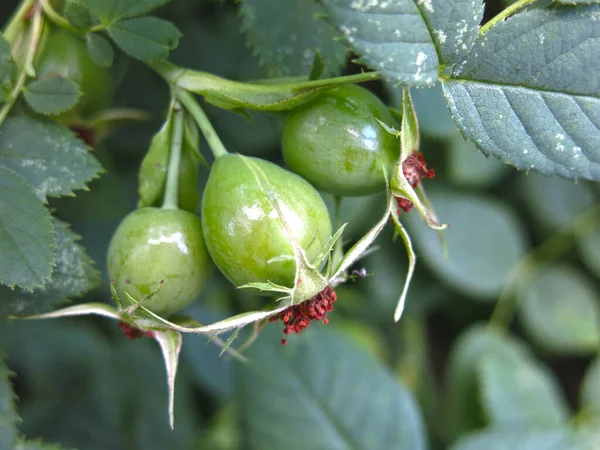 Πράσινα Μούρα Rosehip Ωριμάζουν Στο Bush — Φωτογραφία Αρχείου