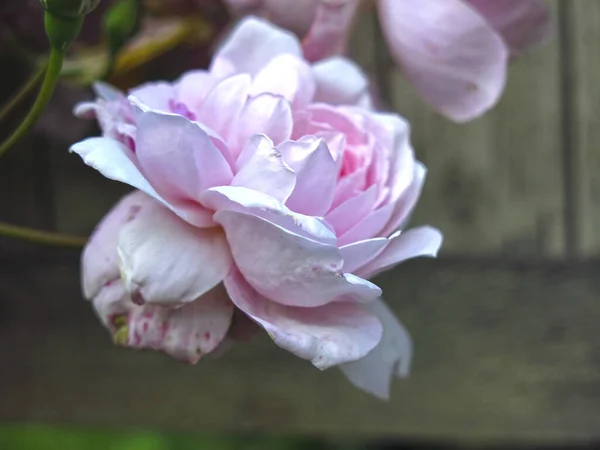 Delicada Rosa Sobre Arbusto Jardín — Foto de Stock