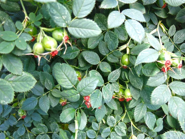 Mûrissent Les Baies Églantier Vert Sur Bush — Photo