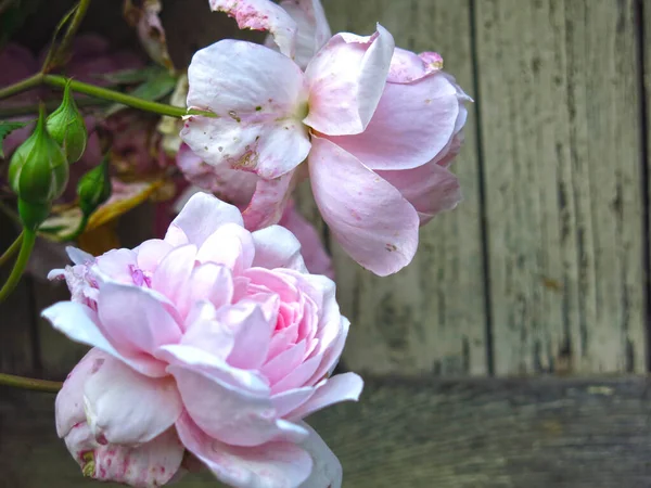 Delikat Rosa Ros Bush Trädgården — Stockfoto