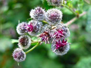 Burdock yazın dikenli mor çiçeklerle açar.