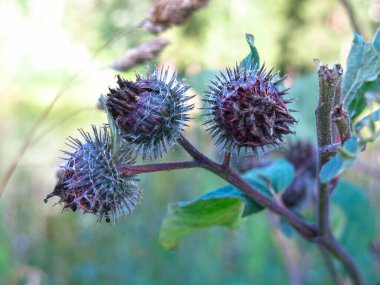 Burdock yazın dikenli mor çiçeklerle açar.