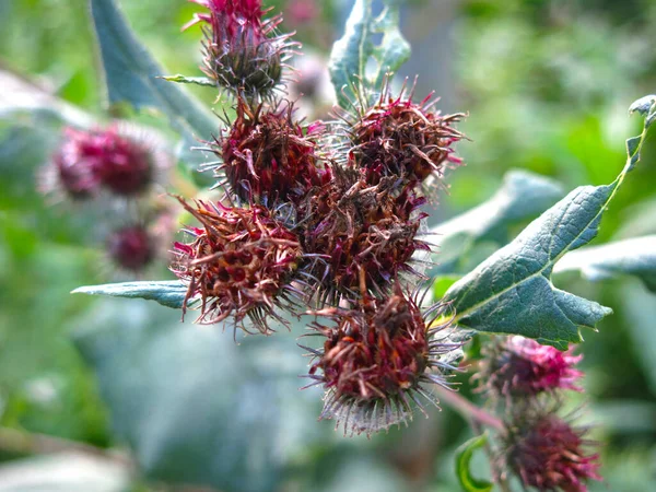 Burdock Ανθίζει Αγκαθωτό Μωβ Λουλούδια Καλοκαίρι — Φωτογραφία Αρχείου