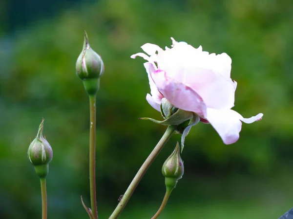 Rosa Delicado Aumentou Bush Jardim — Fotografia de Stock
