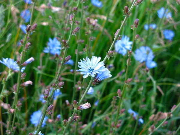 Синій Цикорій Цвіте Влітку Полі — стокове фото