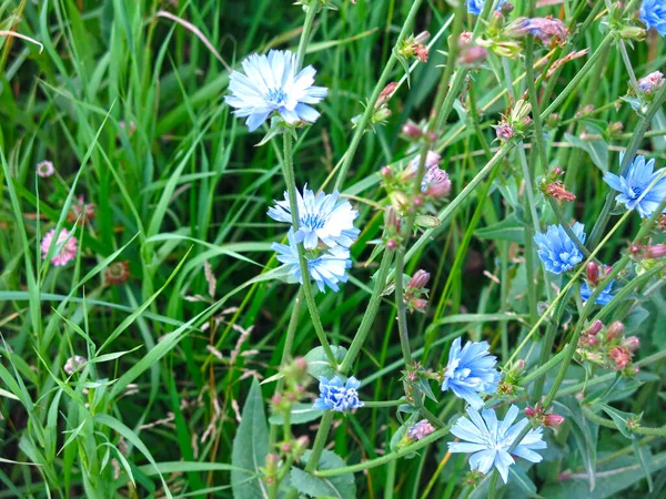 Achicoria Azul Florece Verano Campo — Foto de Stock