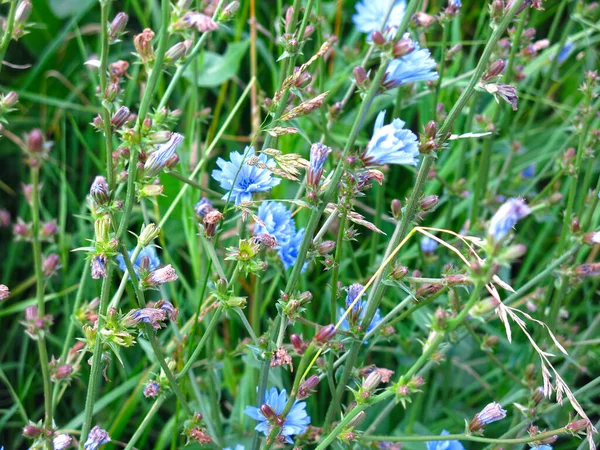 畑では夏に青いチコリが咲き — ストック写真