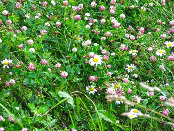 Land Fält Rosa Klöver Sommaren Solen — Stockfoto