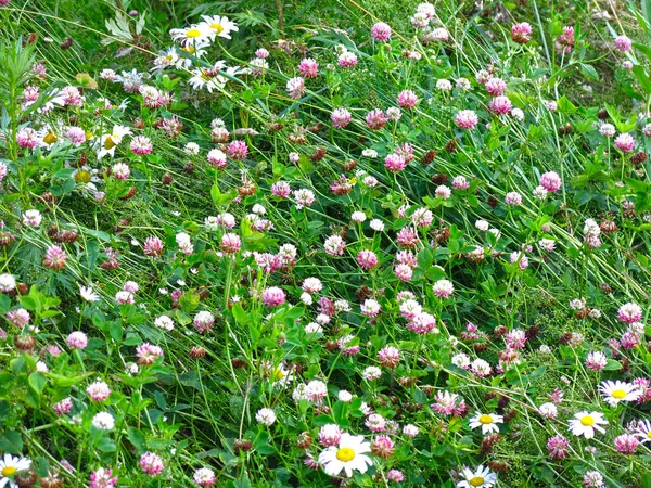 Land Fält Rosa Klöver Sommaren Solen — Stockfoto