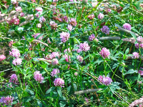 Land Fält Rosa Klöver Sommaren Solen — Stockfoto