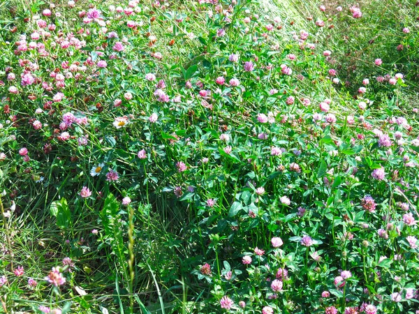 Campo Campo Trébol Rosa Verano Bajo Sol — Foto de Stock