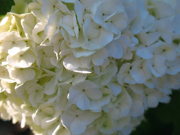Hortensias Jardín Verano Florece Con Flores Blancas — Foto de Stock