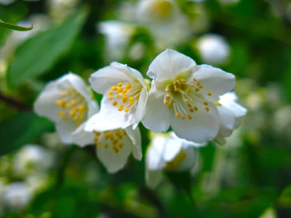 Fragante Jazmín Jardín Florece Verano Con Flores Blancas —  Fotos de Stock