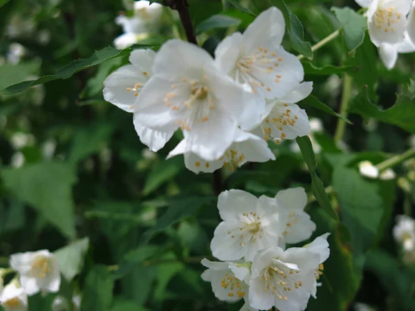 Fragante Jazmín Jardín Florece Verano Con Flores Blancas — Foto de Stock