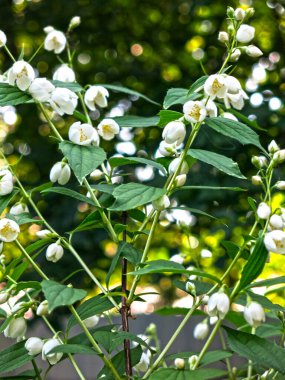 Narin kokulu Jasmine yazın bahçede beyaz çiçeklerle açar.