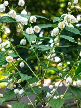 Narin kokulu Jasmine yazın bahçede beyaz çiçeklerle açar.