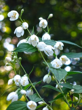 Narin kokulu Jasmine yazın bahçede beyaz çiçeklerle açar.