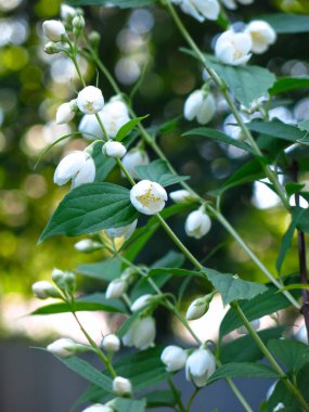Narin kokulu Jasmine yazın bahçede beyaz çiçeklerle açar.