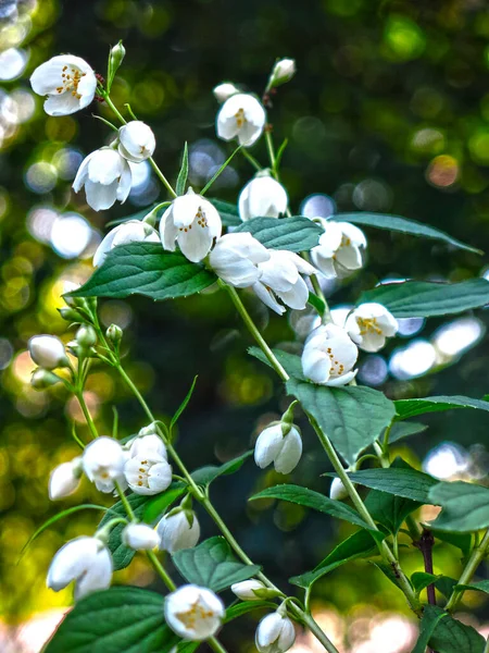 Narin kokulu Jasmine yazın bahçede beyaz çiçeklerle açar.