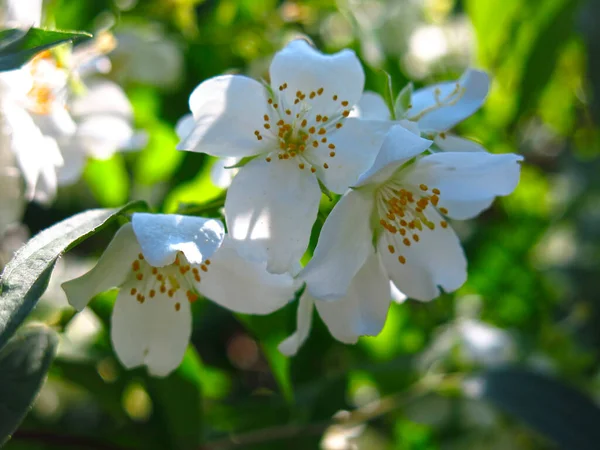 Fragante Delicada Jazmín Florece Jardín Verano Con Flores Blancas —  Fotos de Stock