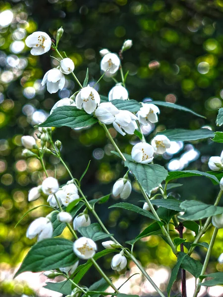 Narin kokulu Jasmine yazın bahçede beyaz çiçeklerle açar.