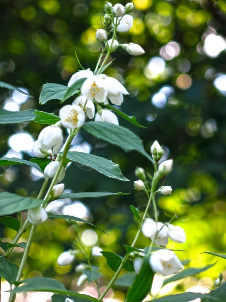 Narin kokulu Jasmine yazın bahçede beyaz çiçeklerle açar.