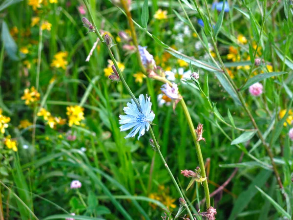 Blaue Chicorée Wächst Einem Sommerlichen Sonnigen Feld — Stockfoto