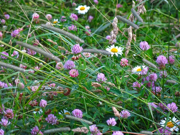 Campo Campo Trébol Rosa Verano Bajo Sol — Foto de Stock