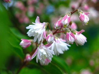 Deutzia, bahar bahçesinde çiçek açıyor. Pembe küçük çiçekler.