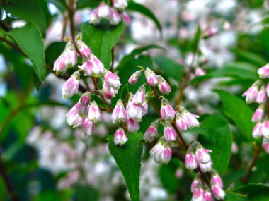 Deutzia, bahar bahçesinde çiçek açıyor. Pembe küçük çiçekler.
