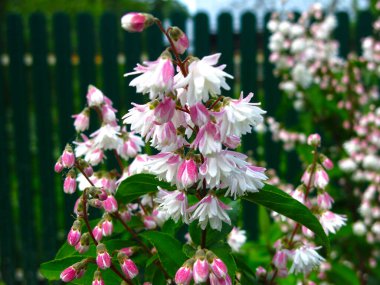 Deutzia, bahar bahçesinde çiçek açıyor. Pembe küçük çiçekler.