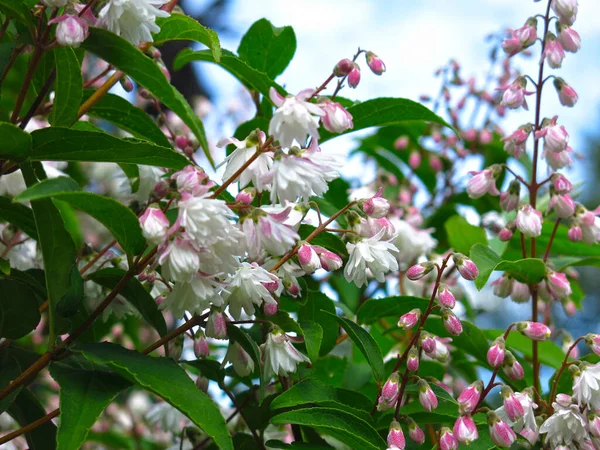 Arbusto Bonito Deutzia Floresce Jardim Primavera Rosa Pequenas Flores — Fotografia de Stock