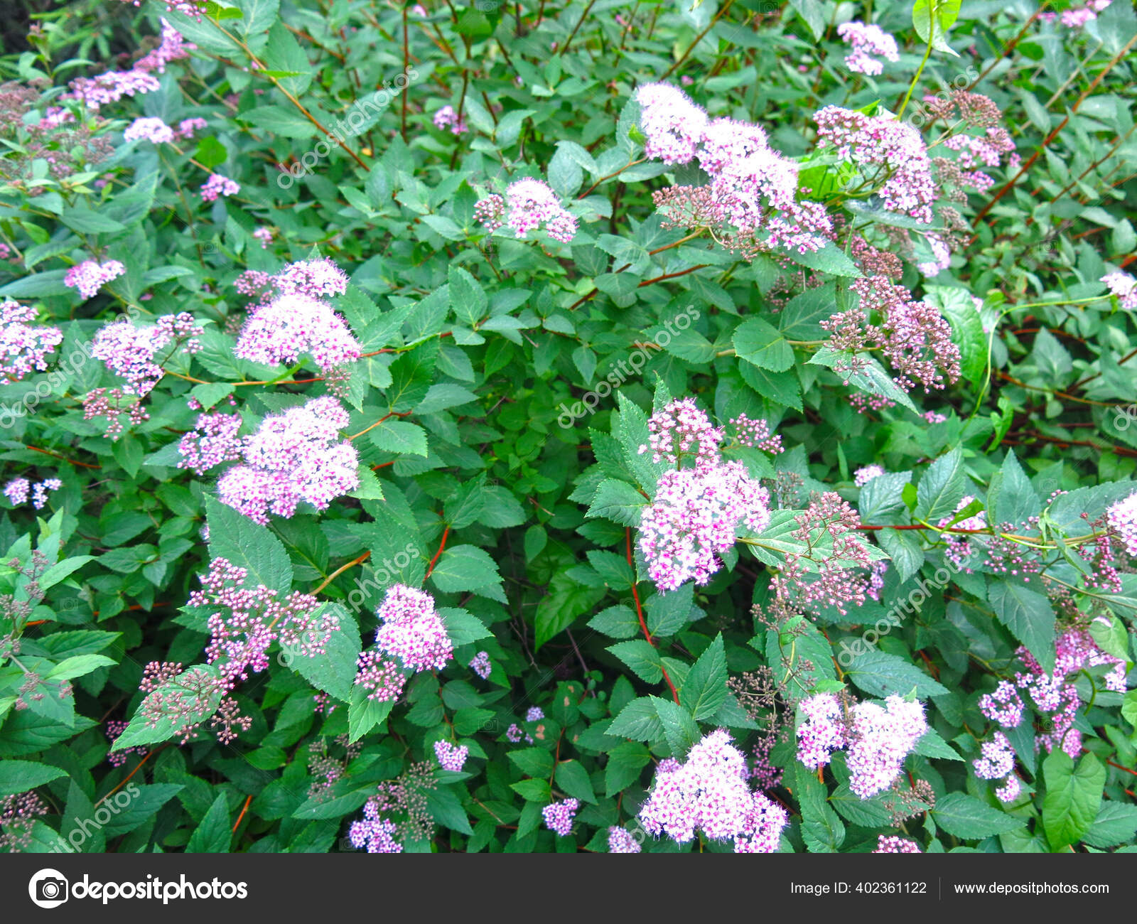 Pink Japanese Spirea Blooms Garden Small Flowers Stock Photo By C Lumatisss Pink Japanese Spirea Blooms Garden Small Flowers Stock Photo By C Lumatisss