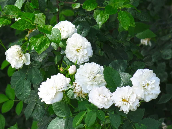 White Wild Dog Rose Flourishing Summer — Stock Photo, Image