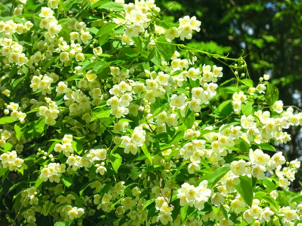 Delicate Witte Jasmijn Bloeit Weelderig Tuin Zomer — Stockfoto