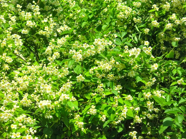 Jemná Bílá Jasmín Kvete Luxusně Zahradě Létě — Stock fotografie