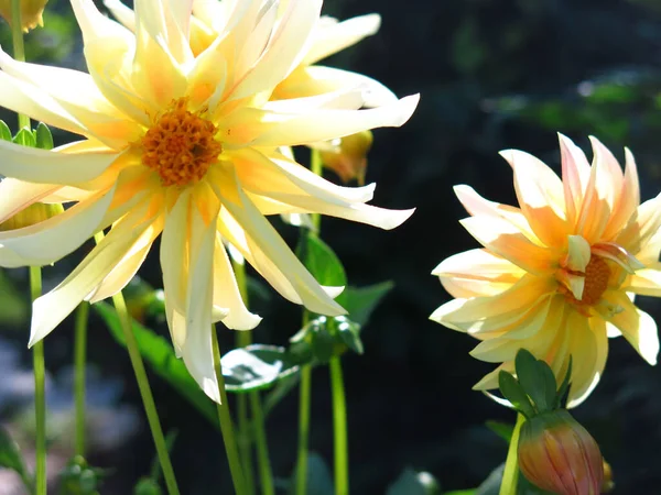 Gele Dahlia Een Bloembed Augustus Bloeit — Stockfoto