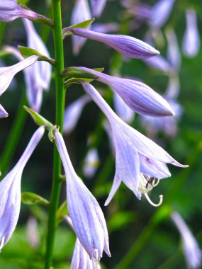 Hosta Lanceolata yazın bahçede mavi çiçeklerle açar.