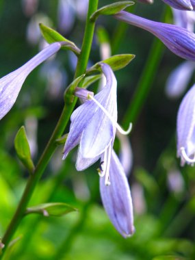 Hosta Lanceolata yazın bahçede mavi çiçeklerle açar.