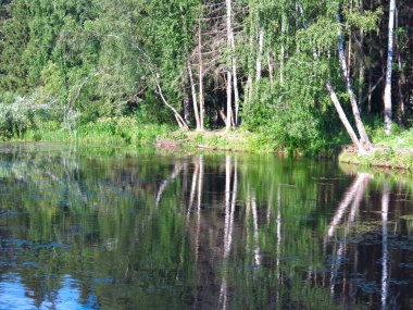 Yazın huş ağaçlarıyla dolu sessiz orman gölü