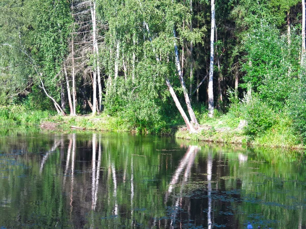 Lago Floresta Tranquila Verão Com Bétulas — Fotografia de Stock