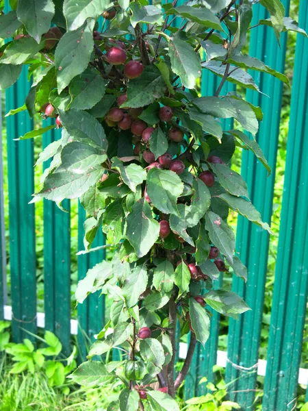Manzanas Rojas Jóvenes Maduran Manzano —  Fotos de Stock