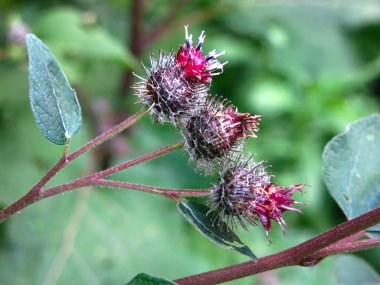 Genç burdock dikenleri yazın mor çiçek açmaya hazırlanıyor.