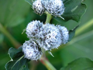 Yazın genç burdock dikenleri