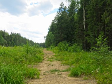 Yazın güneşli havalarda eski odunlardan yapılmış rahat orman yolu.