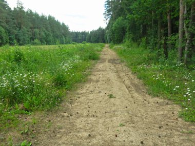 Yazın güneşli havalarda eski odunlardan yapılmış rahat orman yolu.