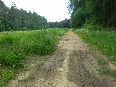 Yazın güneşli havalarda eski odunlardan yapılmış rahat orman yolu.